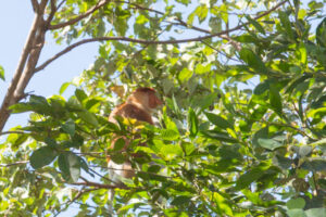 proboscis monkey