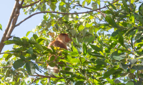 proboscis monkey