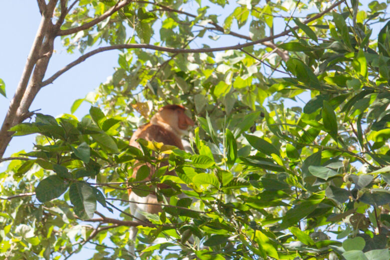 proboscis monkey