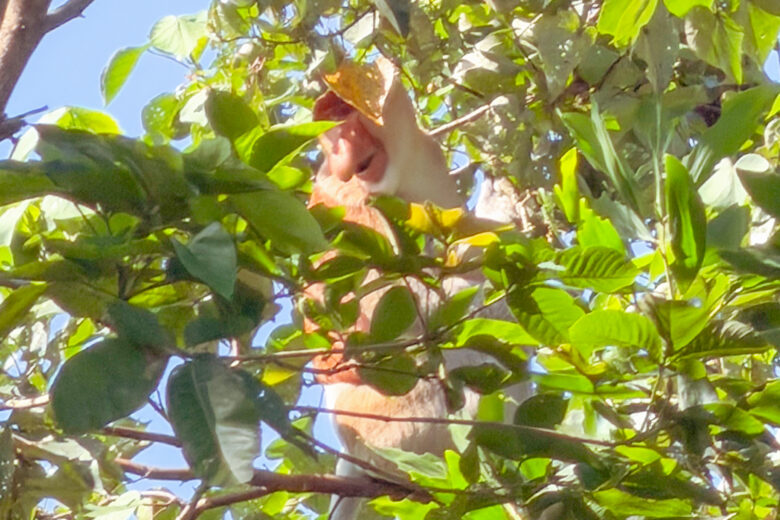 proboscis monkey
